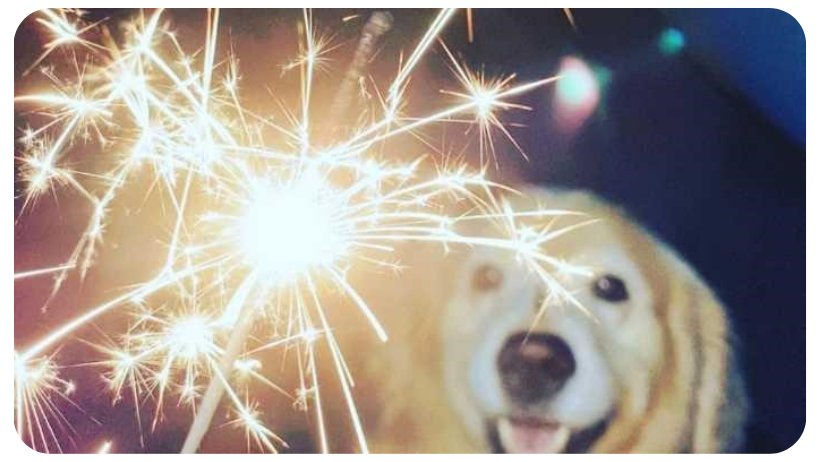 pets and firework season